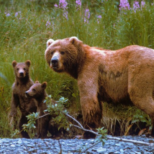 Everyone wins when habitat is protected