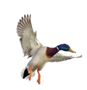 Ducks Unlimted